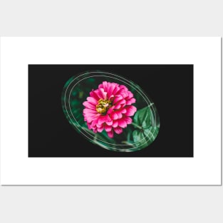 Common Zinnia, Zinnia Elegans Posters and Art